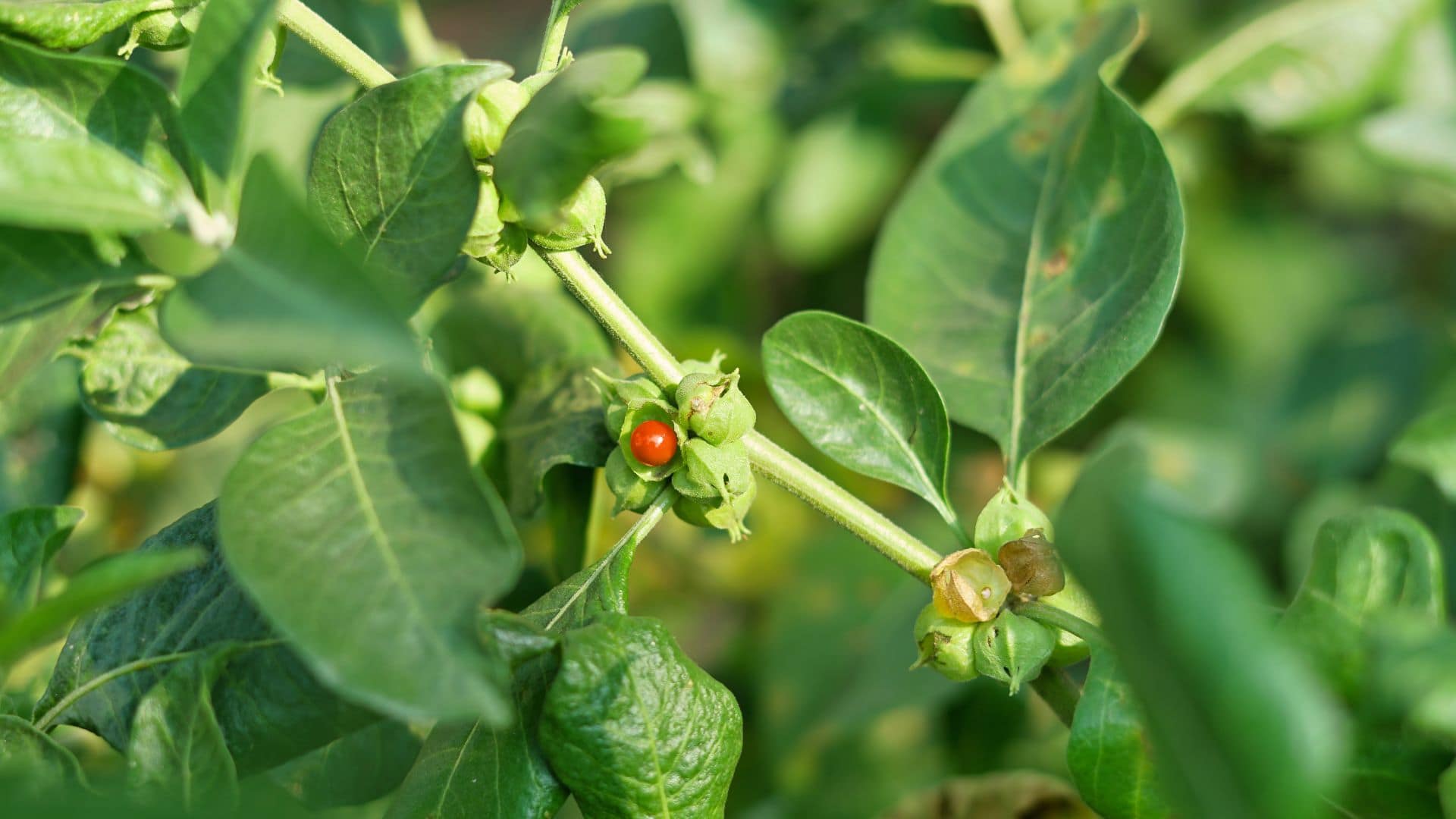 Ayurvedic Herbs for Immunity by morningsun