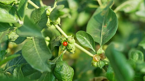 Ayurveda for Anti-Aging by morningsun