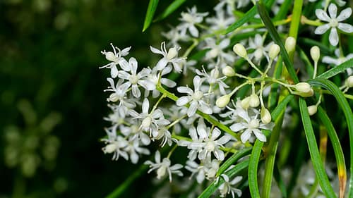 Ayurveda for Anti-Aging by morningsun