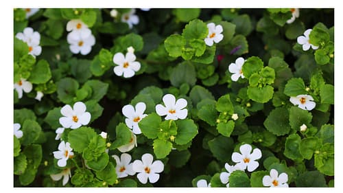 Ayurveda for Anti-Aging by morningsun